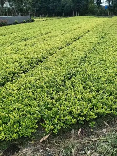4点园林景观设计